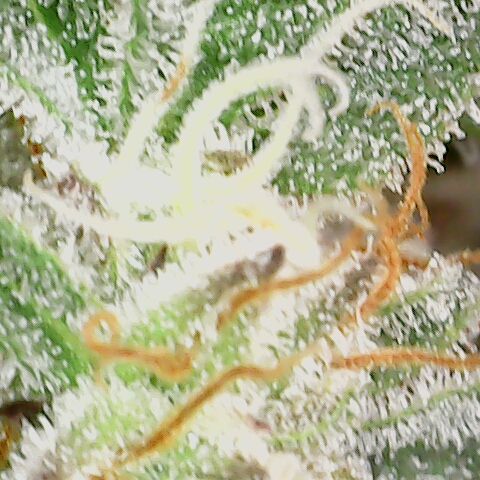 White Widow growlog timeline photo