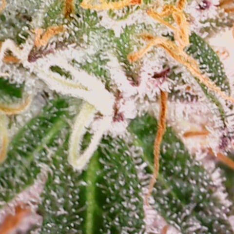 White Widow growlog timeline photo