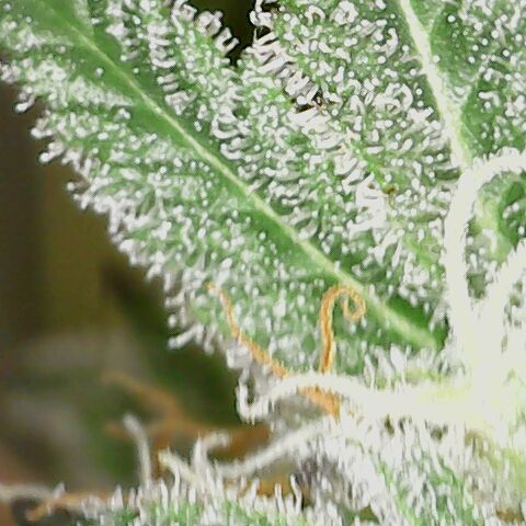 White Widow growlog timeline photo