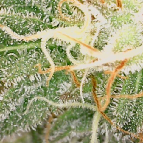 White Widow growlog timeline photo