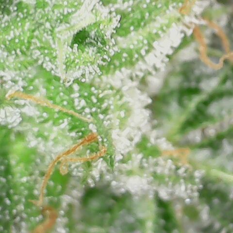 Sherbet Queen Automatic growlog timeline photo