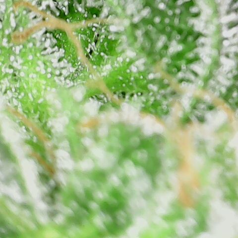 Sherbet Queen Automatic growlog timeline photo