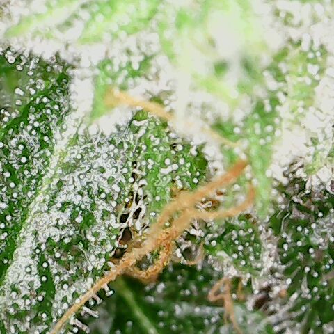 Sherbet Queen Automatic growlog timeline photo