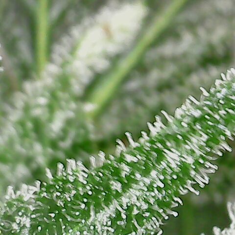 Sherbet Queen Automatic growlog timeline photo
