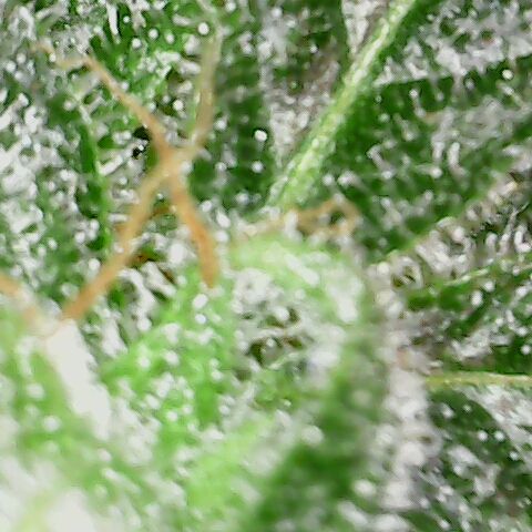 Sherbet Queen Automatic growlog timeline photo