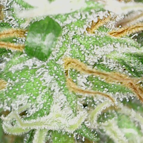Quick One growlog timeline photo