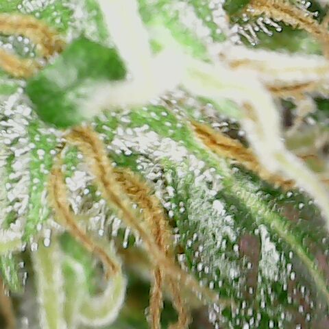 Quick One growlog timeline photo