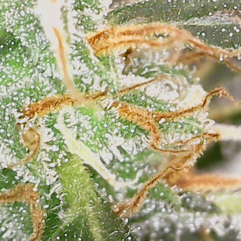 Quick One growlog timeline photo
