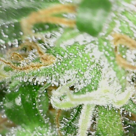 Quick One growlog timeline photo