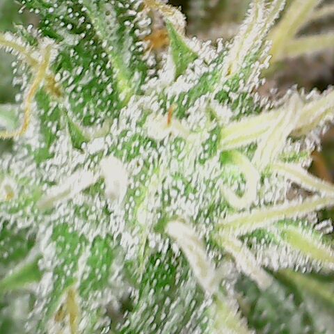 Special Queen #1 growlog timeline photo
