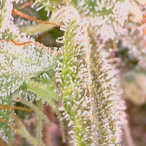 Special Queen #1 growlog timeline photo