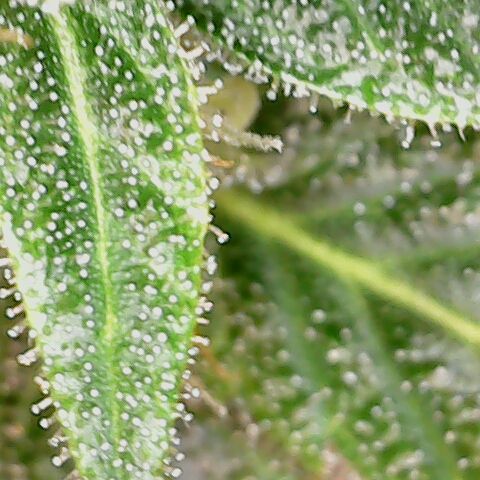 Special Queen #1 growlog timeline photo