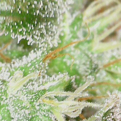 Special Queen #1 growlog timeline photo
