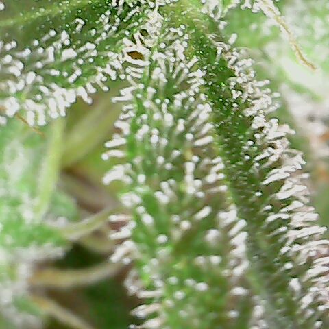 Special Queen #1 growlog timeline photo