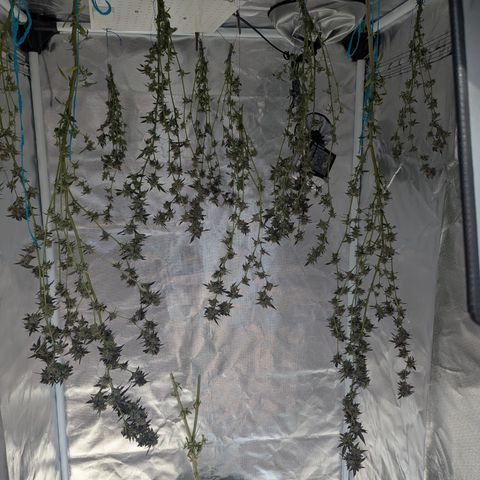 White Widow growlog timeline photo