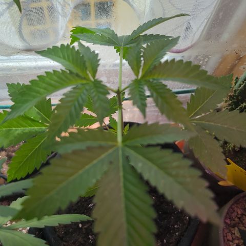 Sundae Driver growlog timeline photo