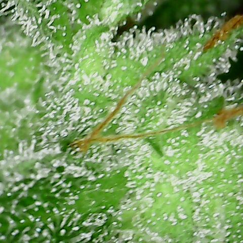 Special Queen #1 growlog timeline photo