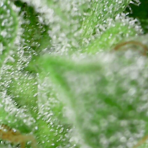 Special Queen #1 growlog timeline photo