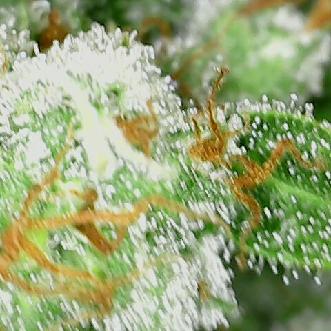 Special Queen #1 growlog timeline photo