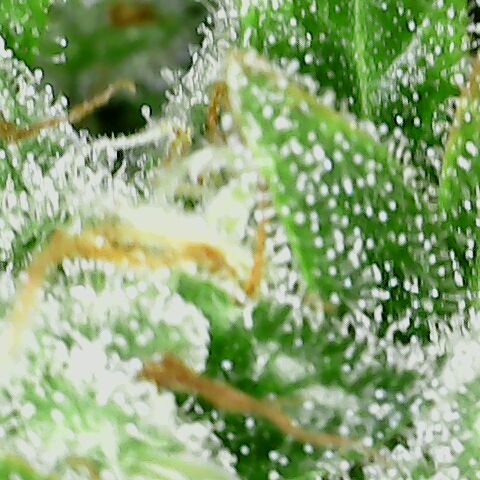 Special Queen #1 growlog timeline photo