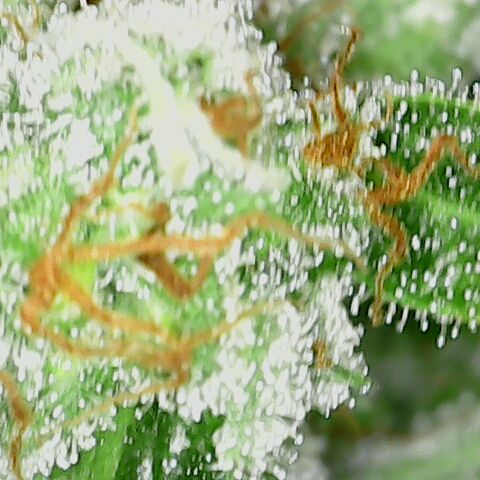 Special Queen #1 growlog timeline photo
