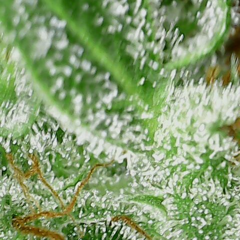 Special Queen #1 growlog timeline photo