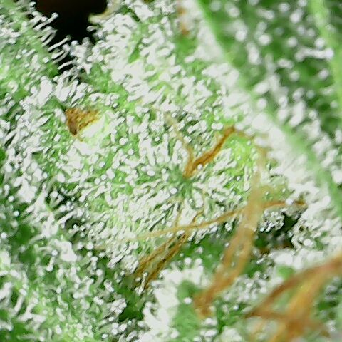 Special Queen #1 growlog timeline photo
