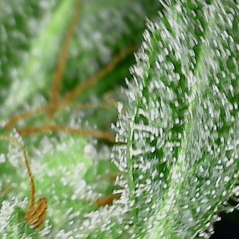 Special Queen #1 growlog timeline photo