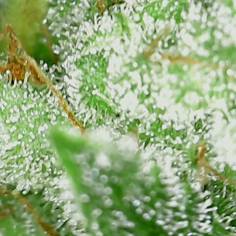 Special Queen #1 growlog timeline photo