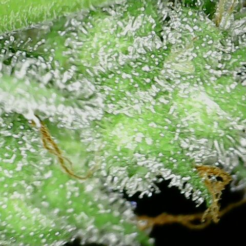 Special Queen #1 growlog timeline photo