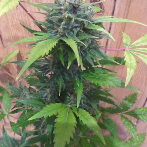 Special Queen #1 growlog timeline photo