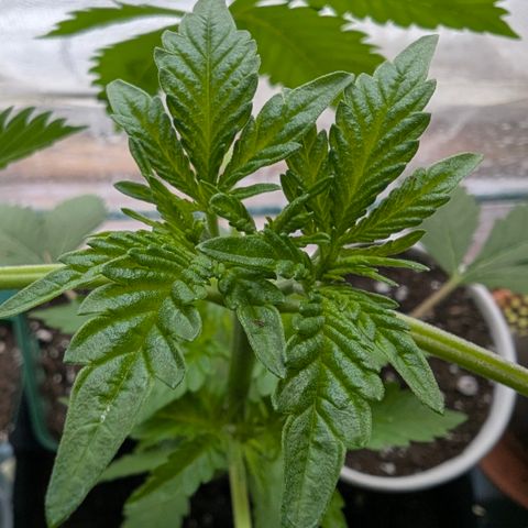 Sundae Driver growlog timeline photo