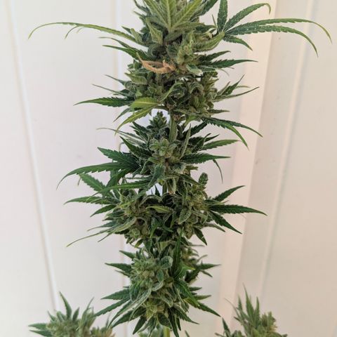 Sherbet Queen Automatic growlog timeline photo