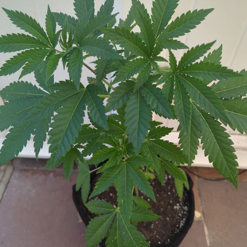 Sundae Driver growlog timeline photo