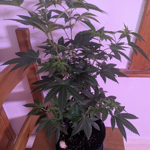 Sundae Driver growlog timeline photo