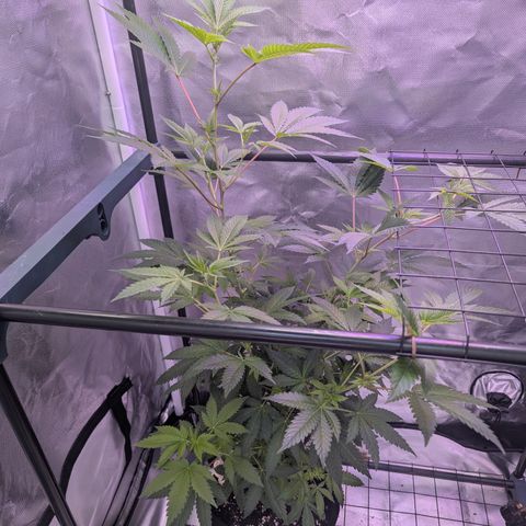 Sundae Driver growlog timeline photo