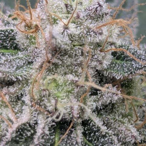 Sundae Driver growlog timeline photo