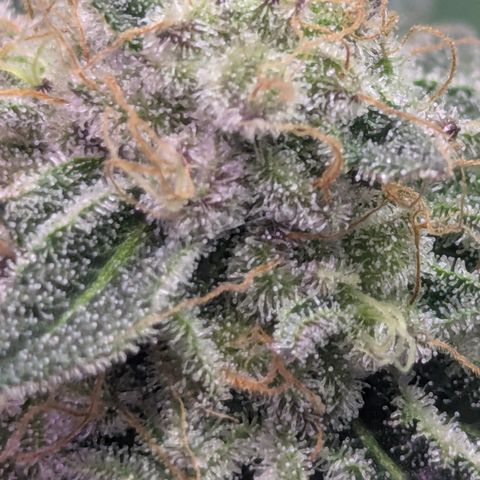 Sundae Driver growlog timeline photo