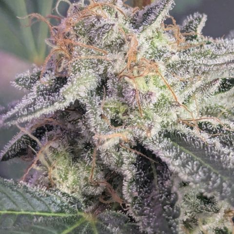 Sundae Driver growlog timeline photo