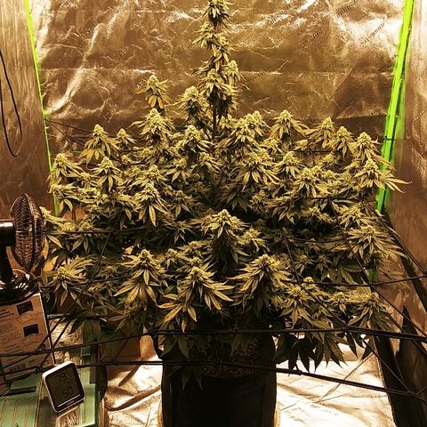 Big Bertha growlog timeline photo