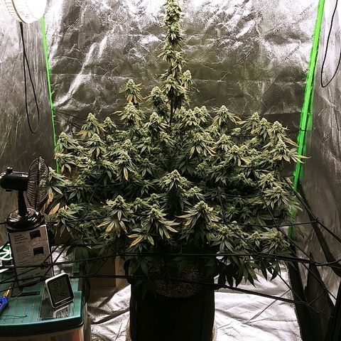 Big Bertha growlog timeline photo