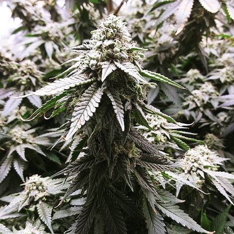 Big Bertha growlog timeline photo
