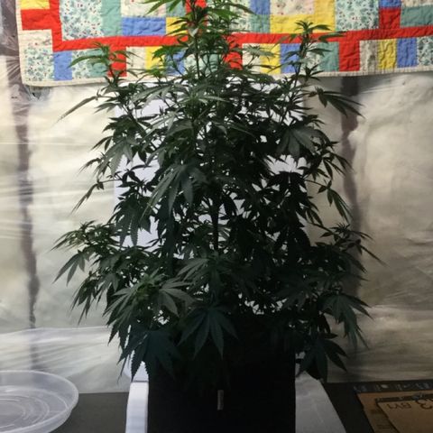Princess P. growlog timeline photo