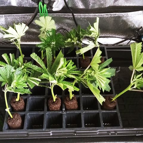 Clones growlog timeline photo