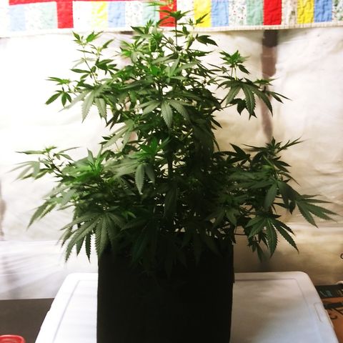 Princess P. growlog photo: After trim pic. Just took 10 clones.
