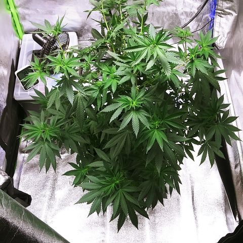 Princess P. growlog timeline photo