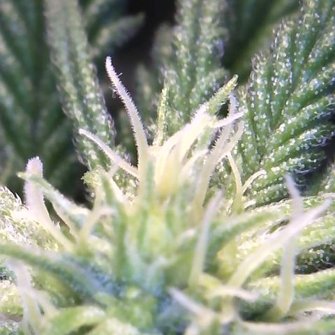 Big Bertha growlog photo: Close ups.