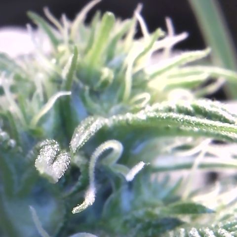 Big Bertha growlog photo: Close ups.