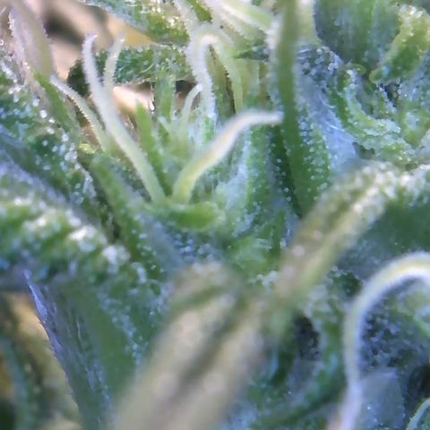 Big Bertha growlog photo: Close ups.