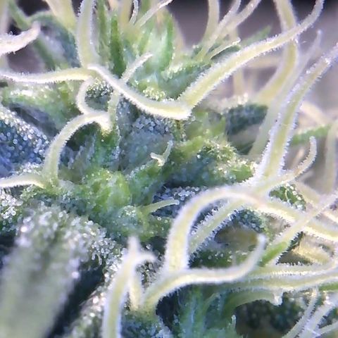Big Bertha growlog photo: Close ups.